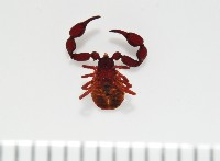 藏品(未知種擬蠍)的圖片