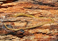 藏品(未知種廣頭地渦蟲)的圖片