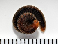 藏品(未知種姬馬陸)的圖片