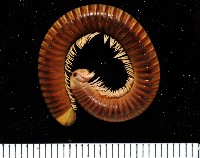 藏品(高桑厚甲馬陸)的圖片