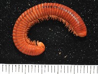 藏品(磚紅厚甲馬陸)的圖片