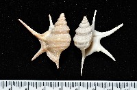 藏品(西非鵜足螺)的圖片