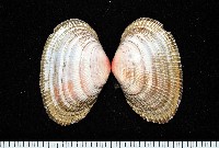 藏品(紫晃蛤)的圖片