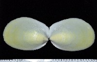 藏品(大黃狐蛤)的圖片