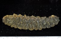 藏品(未知種海參)的圖片