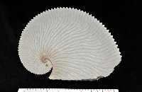 藏品(扁船蛸)的圖片