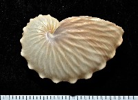 藏品(闊船蛸)的圖片