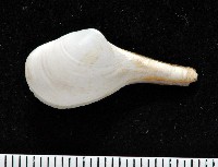 藏品(正杓蛤)的圖片