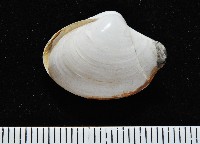 藏品(白玉杓蛤)的圖片