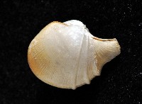 藏品(寶島杓蛤)的圖片