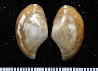 藏品(大溪彎錦蛤)的圖片