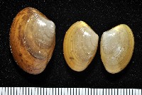 藏品(神奇銀錦蛤)的圖片