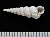 藏品(新種海螄螺)的圖片