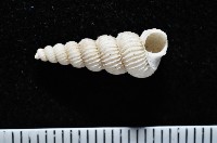 藏品(新種海螄螺)的圖片