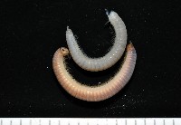 藏品(新種八重山姬馬陸)的圖片