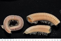 藏品(新種福爾摩沙姬馬陸)的圖片