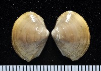 藏品(黃錦蛤)的圖片