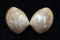 藏品(東沙銀錦蛤)的圖片