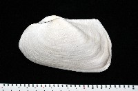 藏品(半扭魁蛤)的圖片