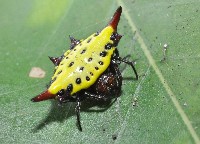 藏品(梭德氏棘蜘)的圖片