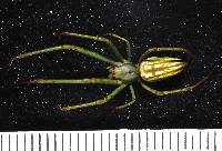 藏品(大型銀腹蛛)的圖片