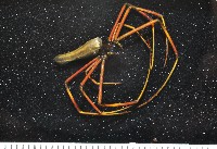 藏品(人面蜘蛛)的圖片