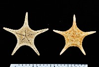 藏品(平滑(光滑)花海星)的圖片