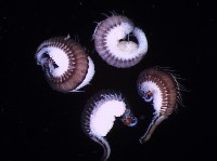 藏品(未知種眼蠶)的圖片