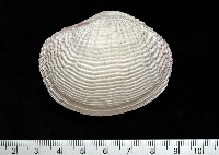 藏品(花籃蛤)的圖片