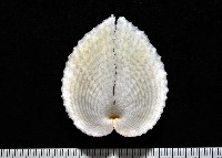 藏品(雞心蛤)的圖片