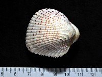 藏品(草莓鳥尾蛤)的圖片