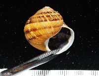 藏品(庭園蝸牛)的圖片