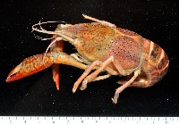 藏品(克氏原喇蛄)的圖片