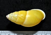 藏品(黃雙旋蝸牛)的圖片