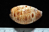 藏品(山貓寶螺)的圖片