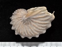 藏品(闊船蛸)的圖片