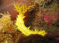 藏品(強壯翼手參)的圖片