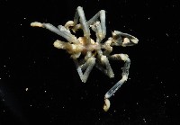 藏品(未知種海蜘蛛)的圖片