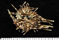 藏品(環刺棘海膽)的圖片