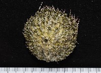 藏品(雜色角孔海膽)的圖片