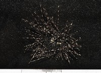 藏品(刺冠海膽)的圖片