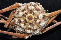 藏品(斑襟刺頭帕)的圖片