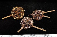 藏品(環棘柄頭帕)的圖片