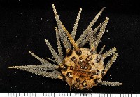 藏品(琉球柄頭帕)的圖片