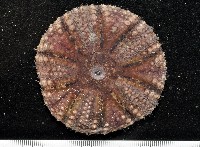 藏品(日本毛冠海膽)的圖片