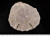 藏品(裂邊毛餅海膽)的圖片