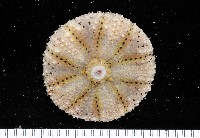 藏品(粒毛冠海膽)的圖片