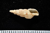 藏品(長形核螺)的圖片