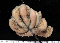 藏品(日本異茗荷)的圖片