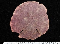 藏品(裂邊毛餅海膽)的圖片